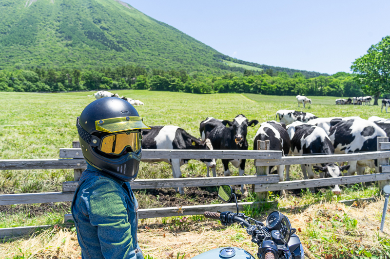 大山まきばみるくの里の牛の熱いまなざし