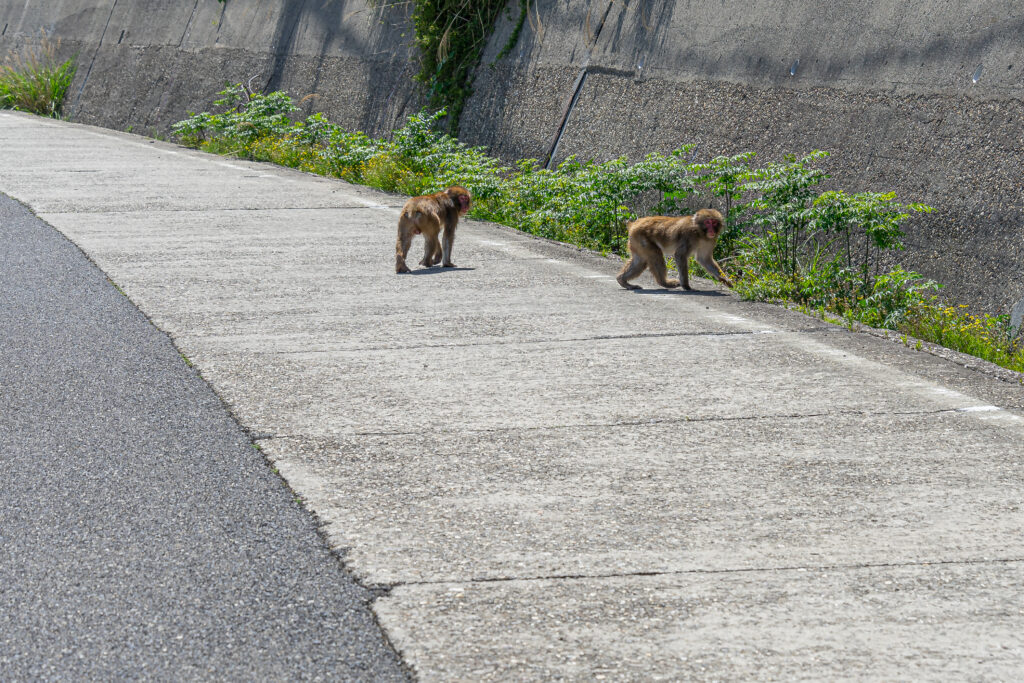 淡路モンキーパーク周辺のおサル