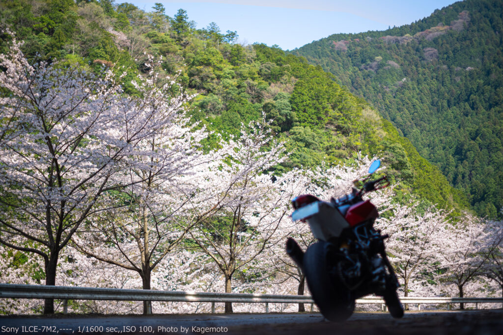 交通量の少ない隠れた桜スポット