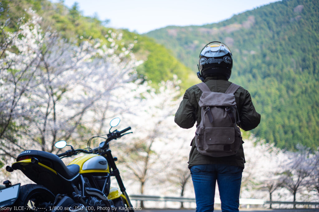 吉野川 桜並木