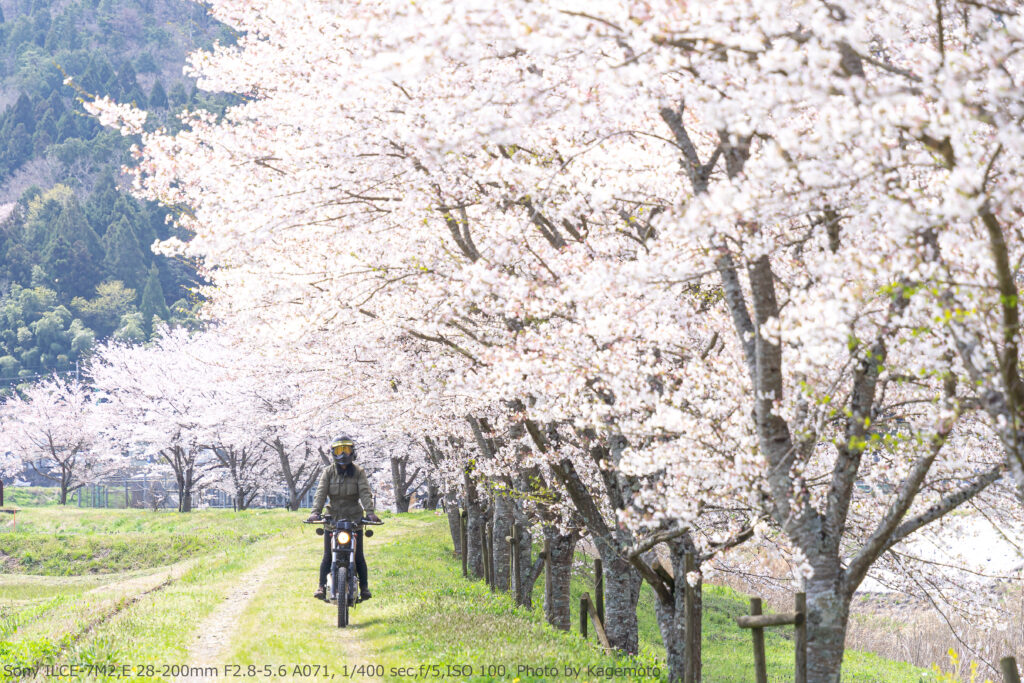 オフロードバイクにオススメの桜スポット