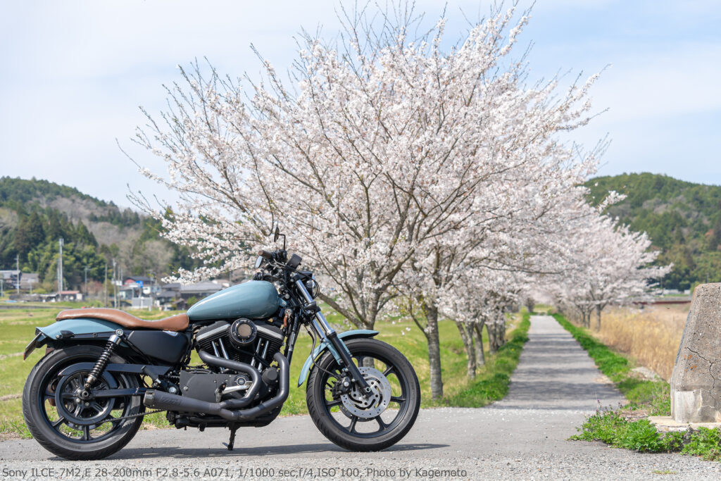 籾井川の桜並木