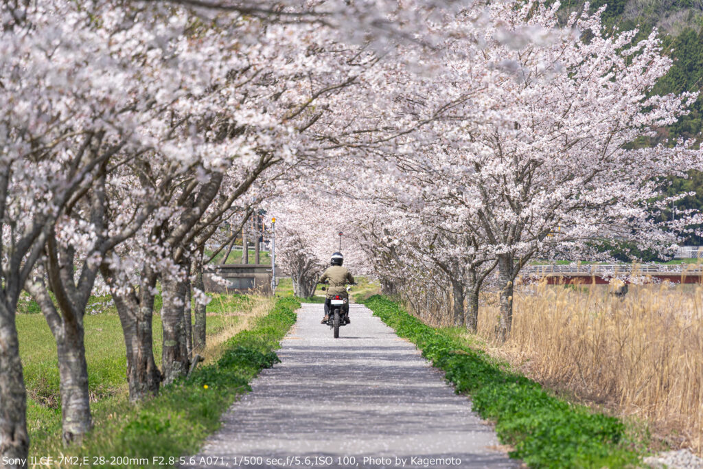 桜のトンネルを走る