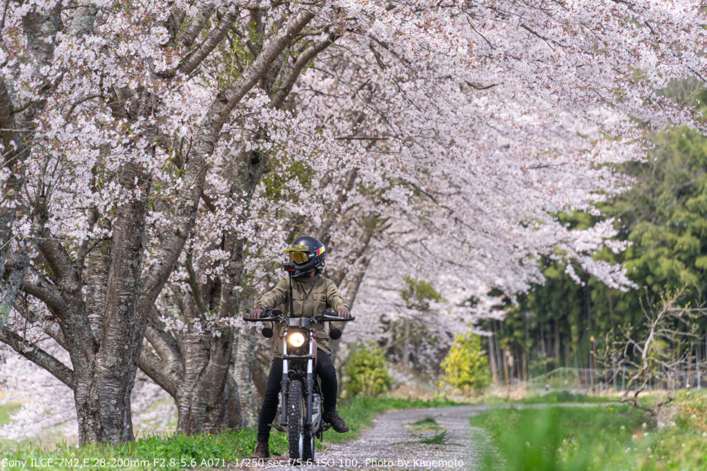 満開の桜とトリッカーとカゲ美