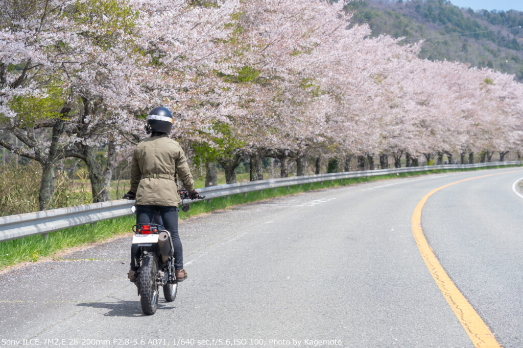 篠山川 桜並木