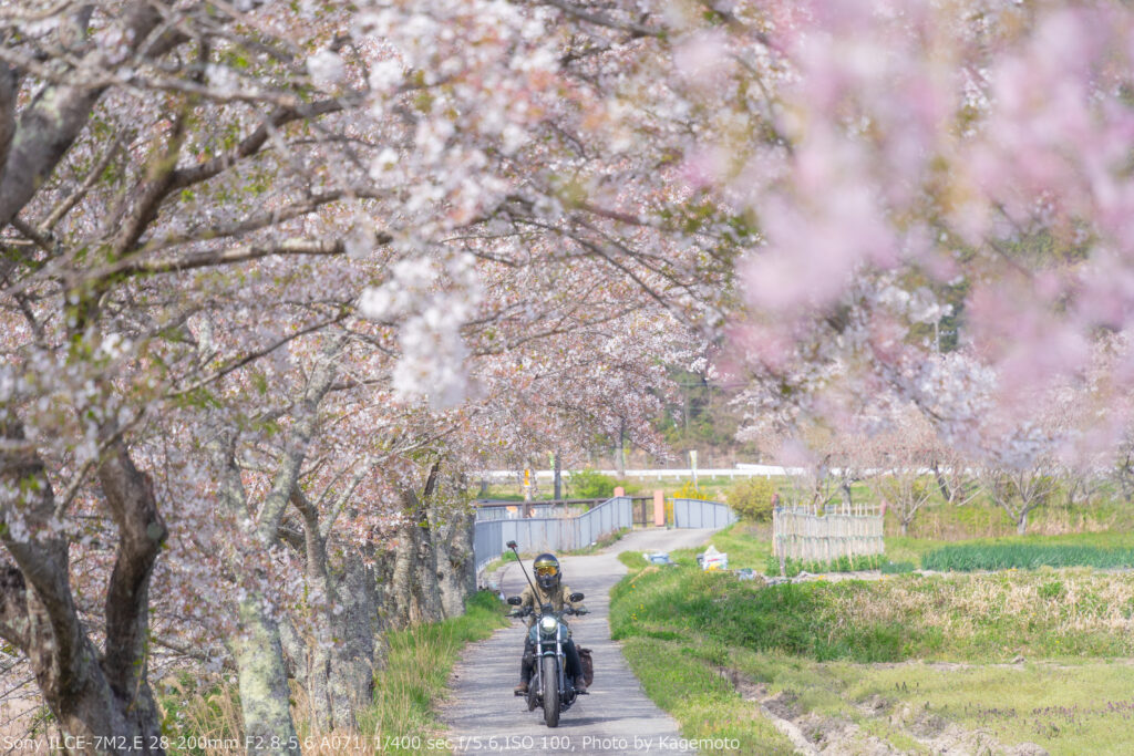 宮田川沿いの桜並木