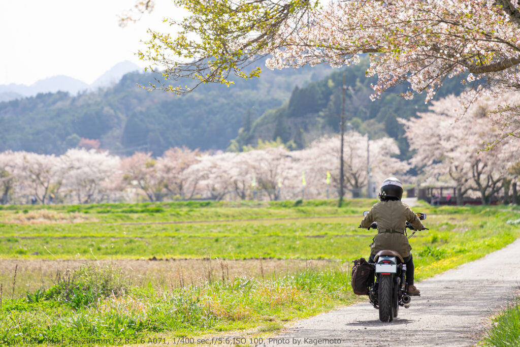 宮田川沿いの桜並木を走るカゲ美